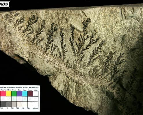 Dendritic crystal growth