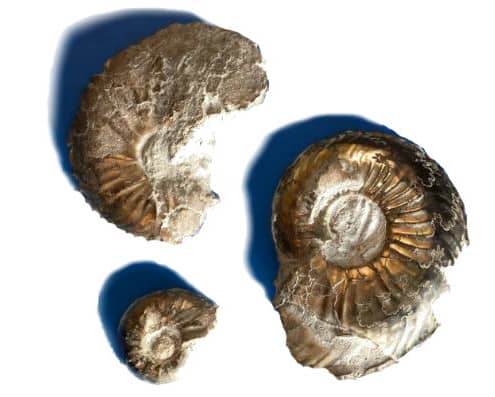 Pyrite Ammonites found in Geolabs