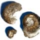 Pyrite Ammonites found in Geolabs